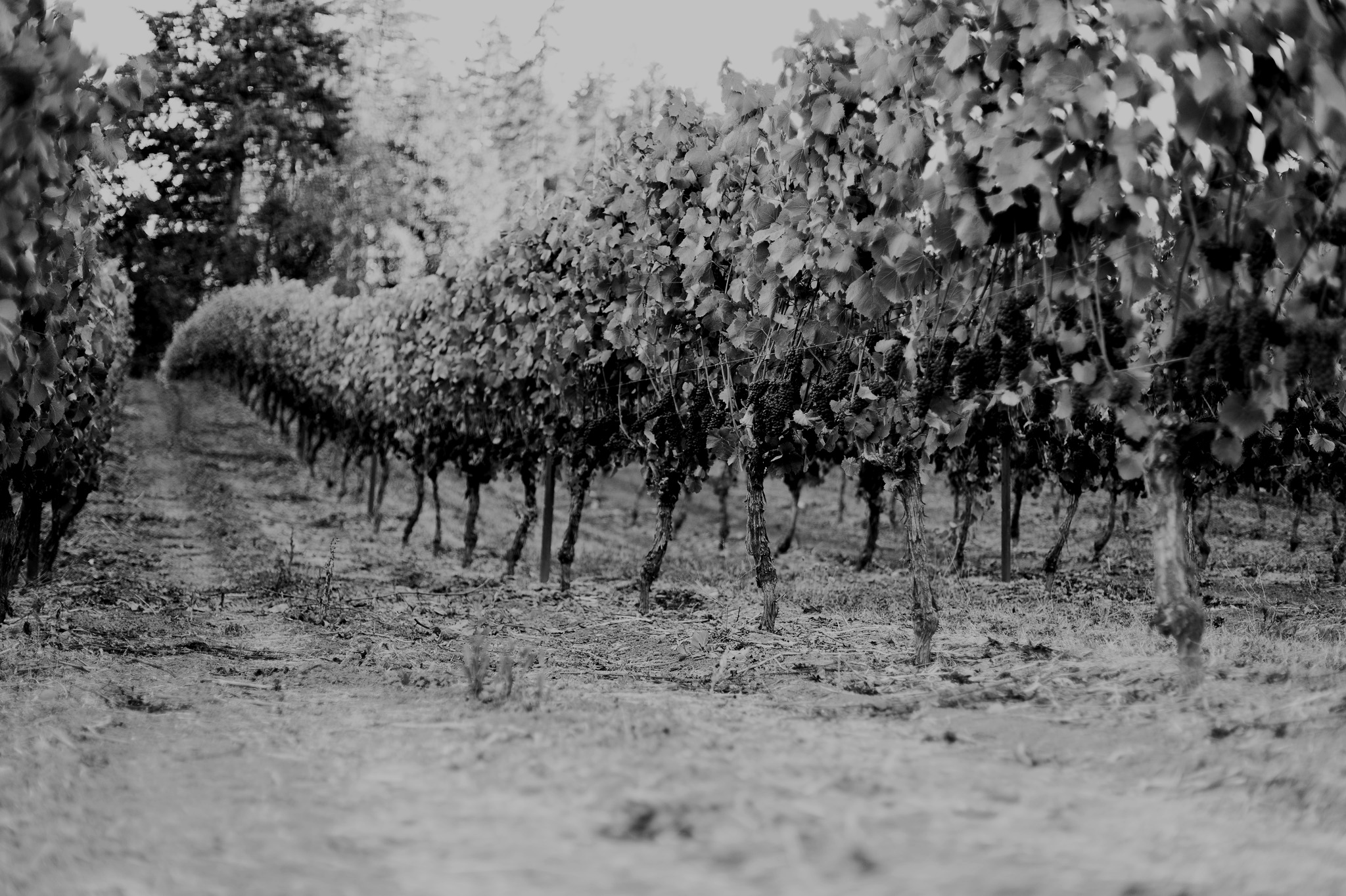 Five Fourteen Vineyards photo 11