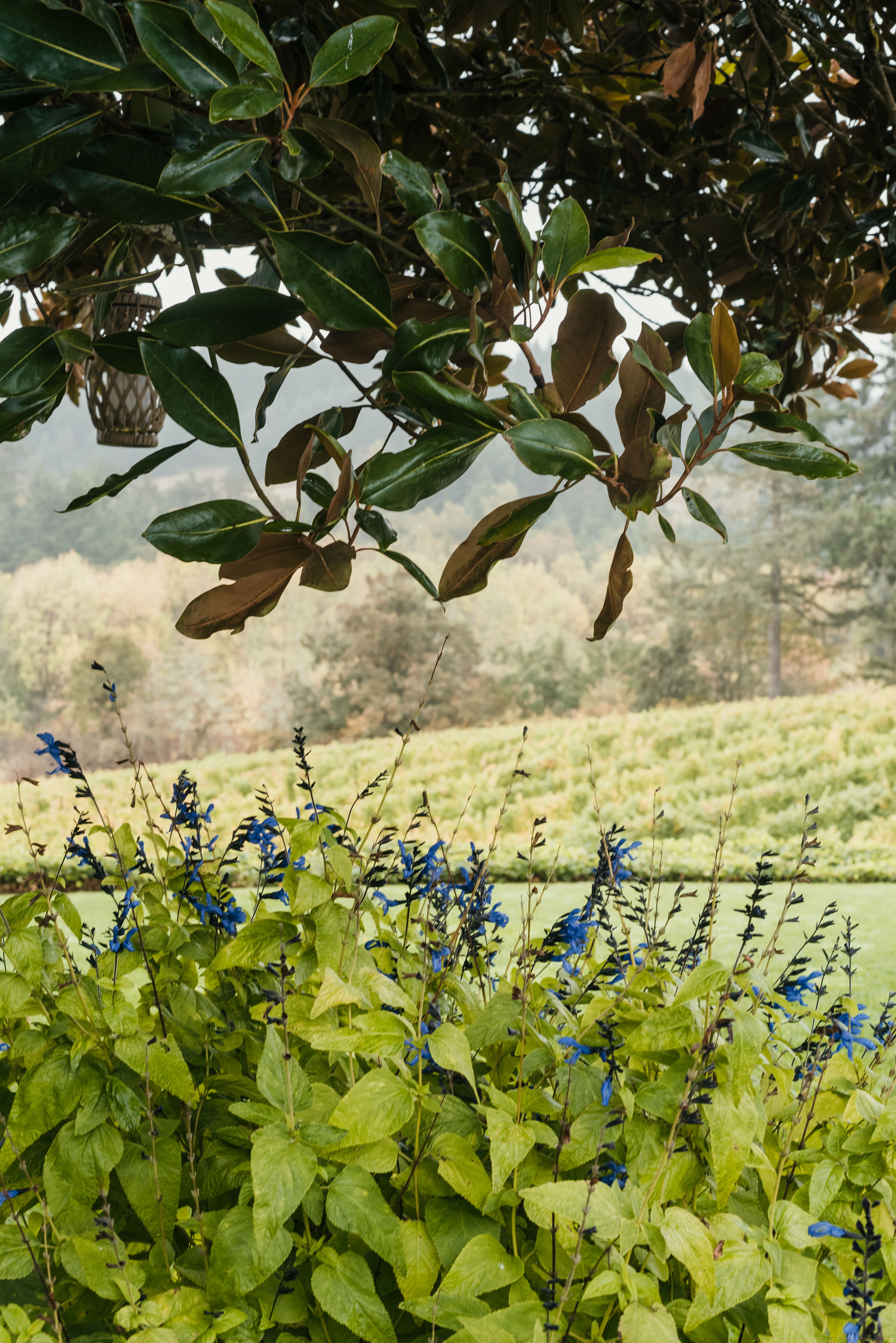 Five Fourteen Vineyards photo 5