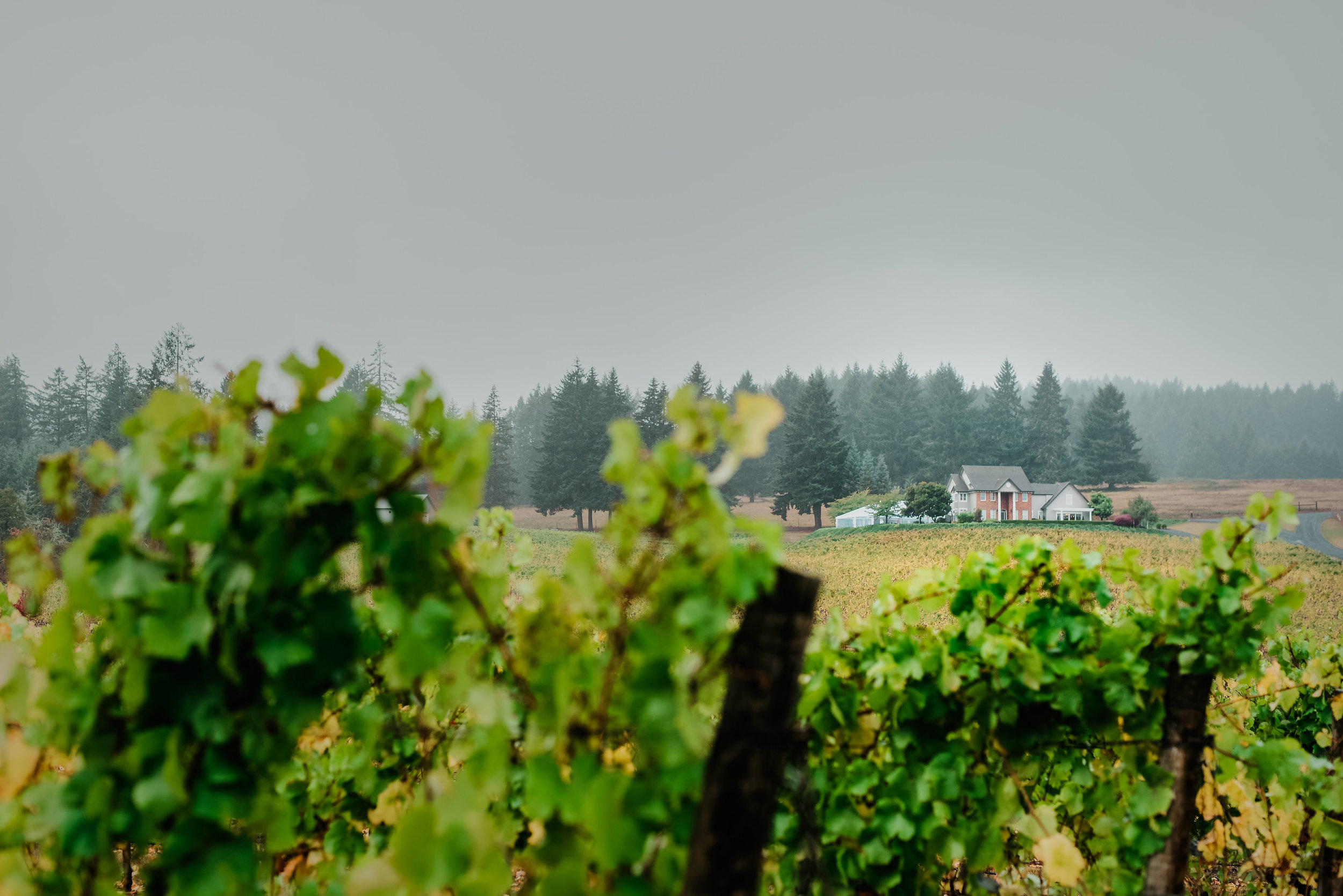 Five Fourteen Vineyards photo 7