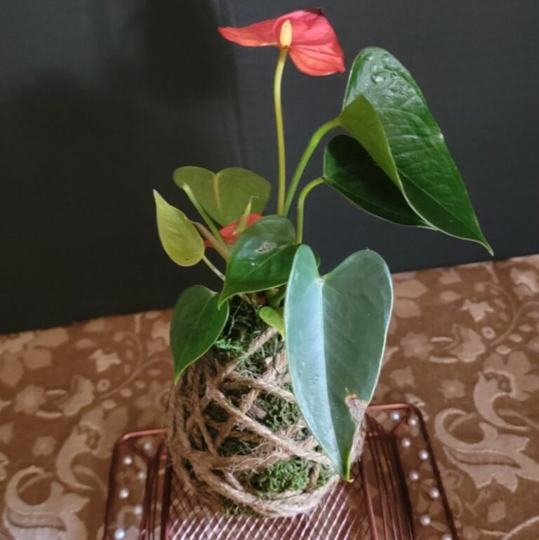 Flowers by Taby & Gift Baskets photo 11