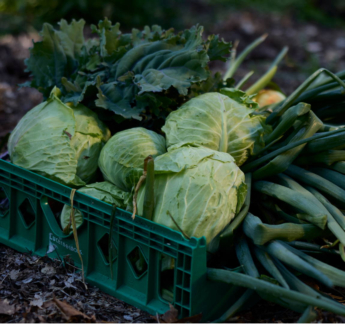 FOOD for Lane County photo 5