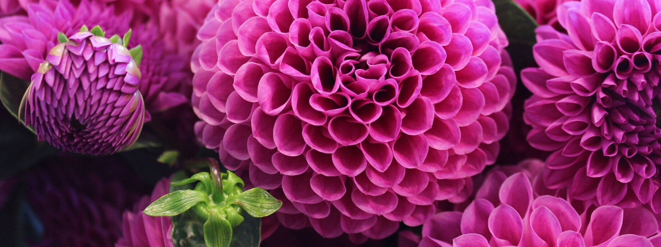 Garden Girl Flowers photo 11