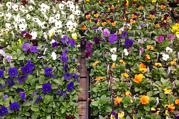 Gray’s Garden Centers photo 3