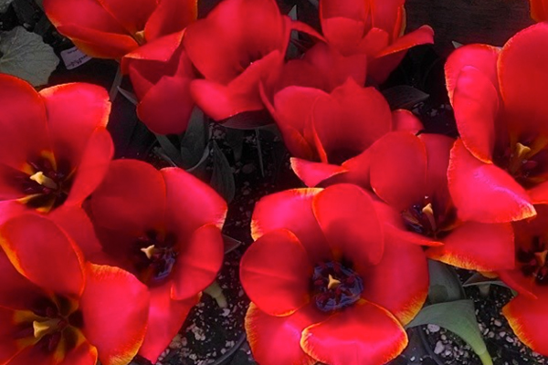 Gray’s Garden Centers photo 4