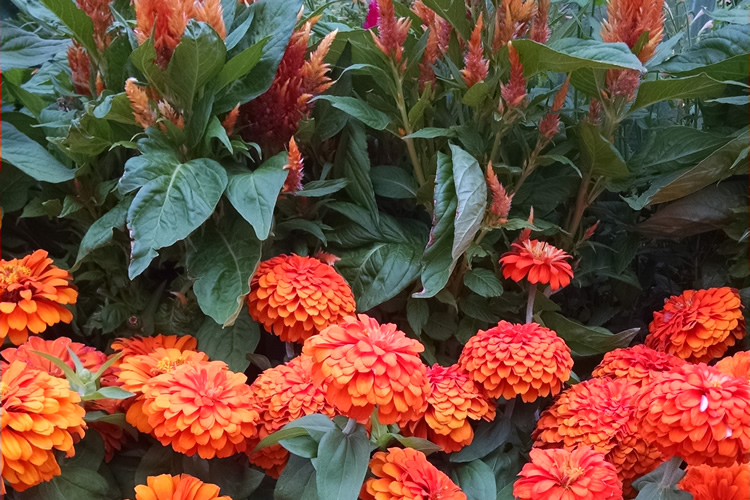 Gray’s Garden Centers photo 6