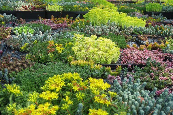 Gray’s Garden Centers photo 8
