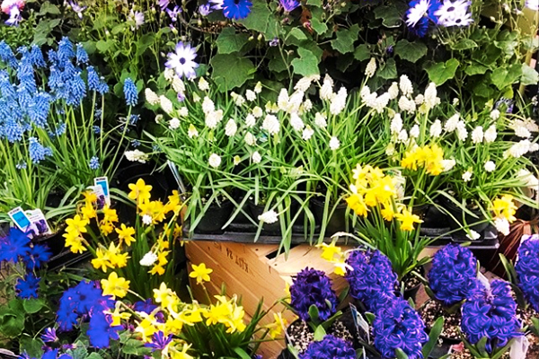 Gray’s Garden Centers photo 2