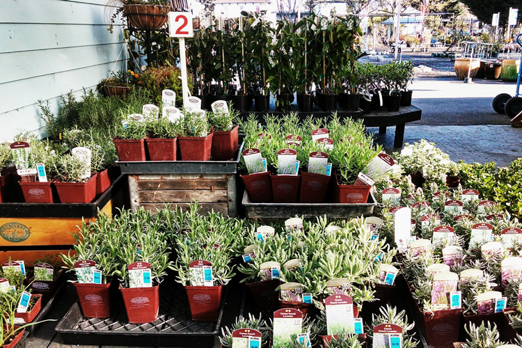 Gray’s Garden Centers photo 5