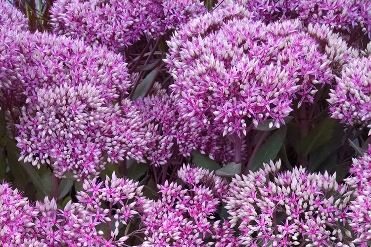 Gray’s Garden Centers photo 9