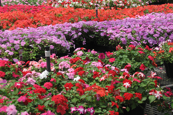 Gray’s Garden Centers photo 10