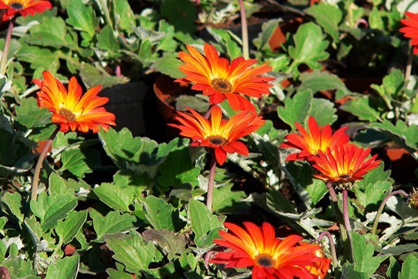 Gray’s Garden Centers photo 7