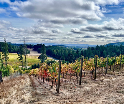 High Pass Winery photo 12