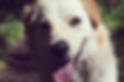 House of Dogs photo 8