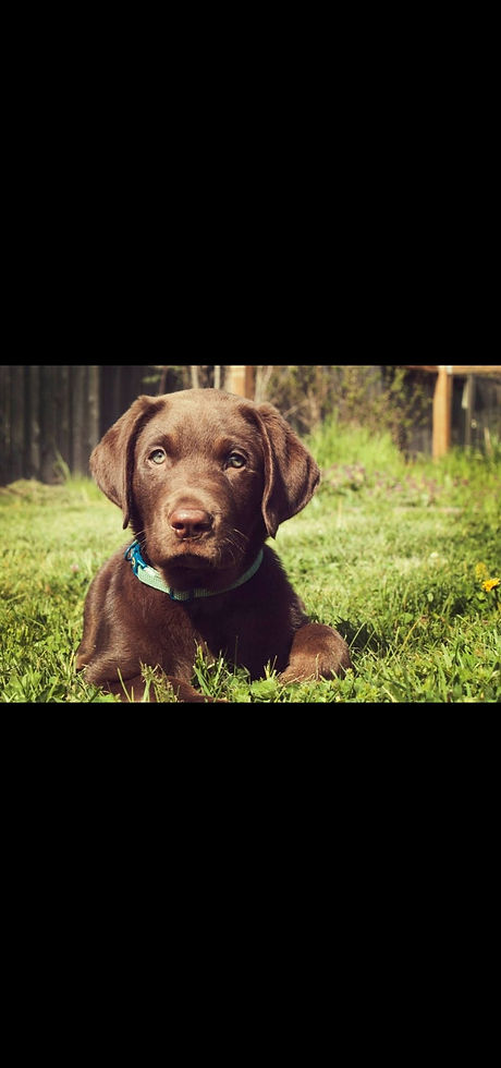 House of Dogs photo 9