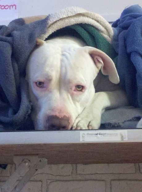 House of Dogs photo 7