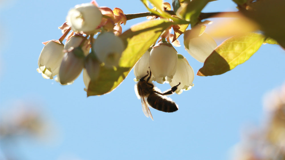 Hummingbird Wholesale photo 9