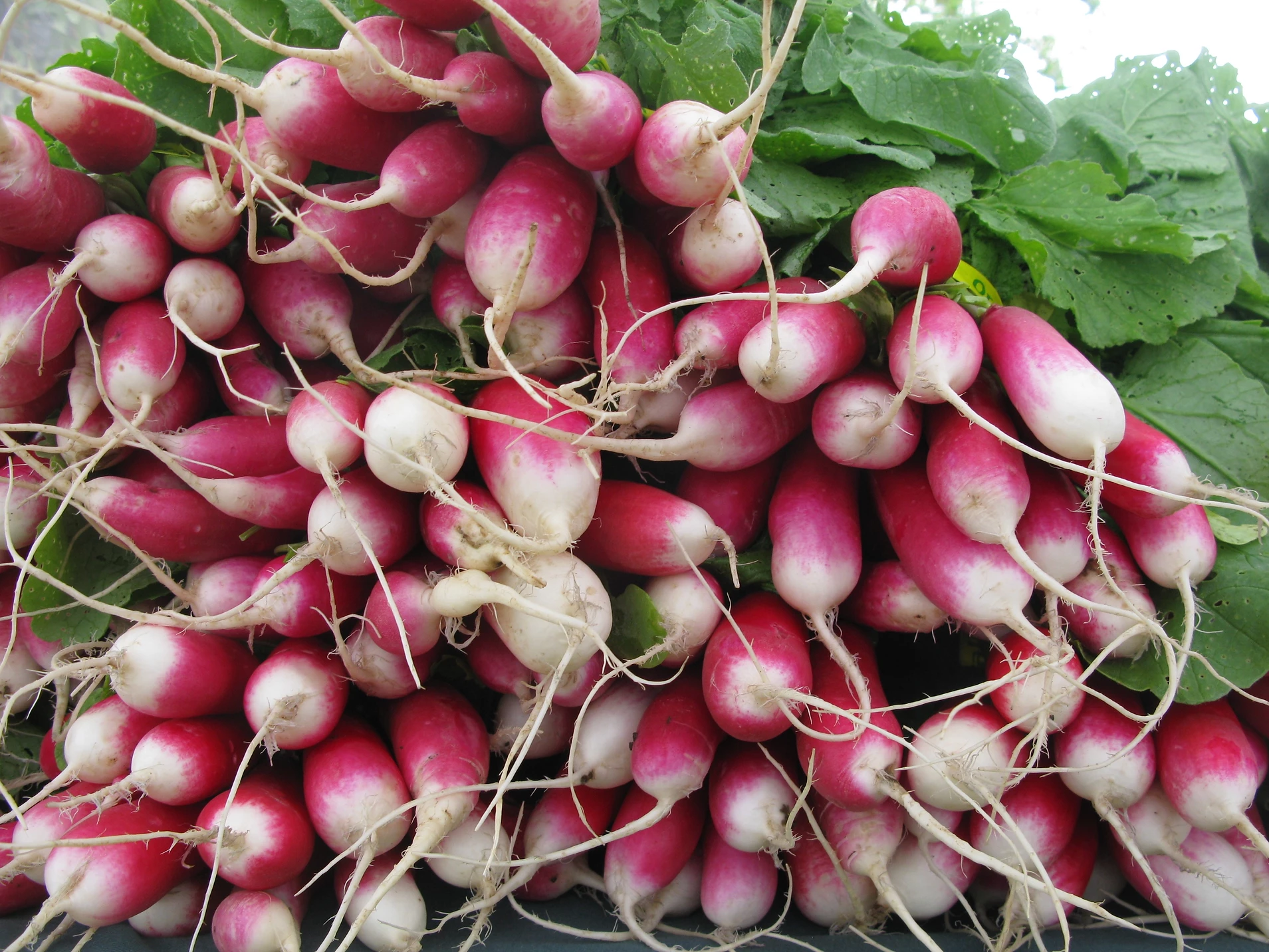 Lane County Farmers Market photo 6