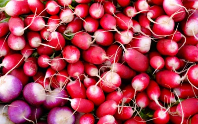 Lane County Farmers Market photo 11