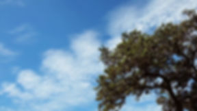 LJ Tree Care LLC photo 8