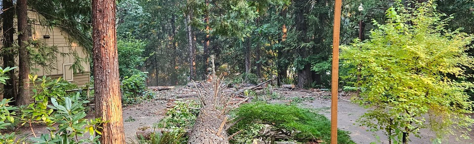 LJ Tree Care LLC photo 5