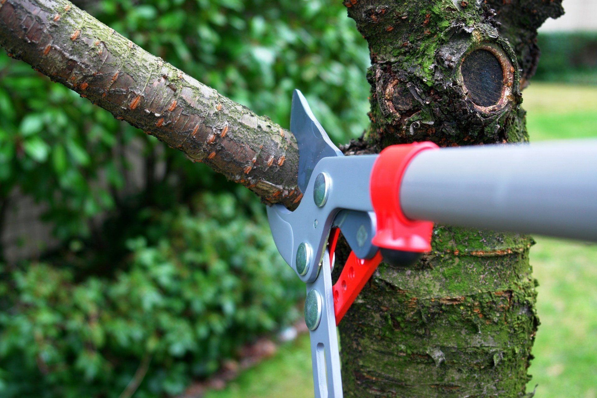 Lutz Tree Service photo 6