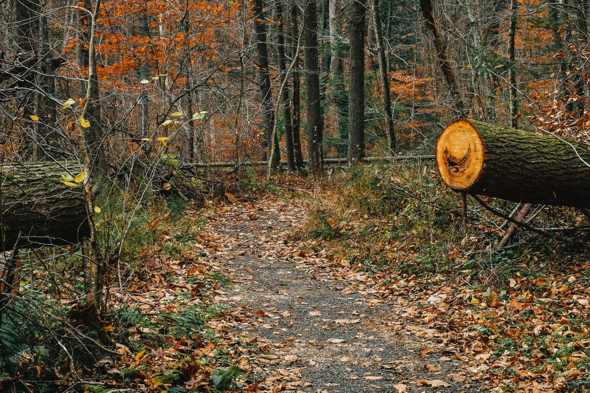 Lutz Tree Service photo 9