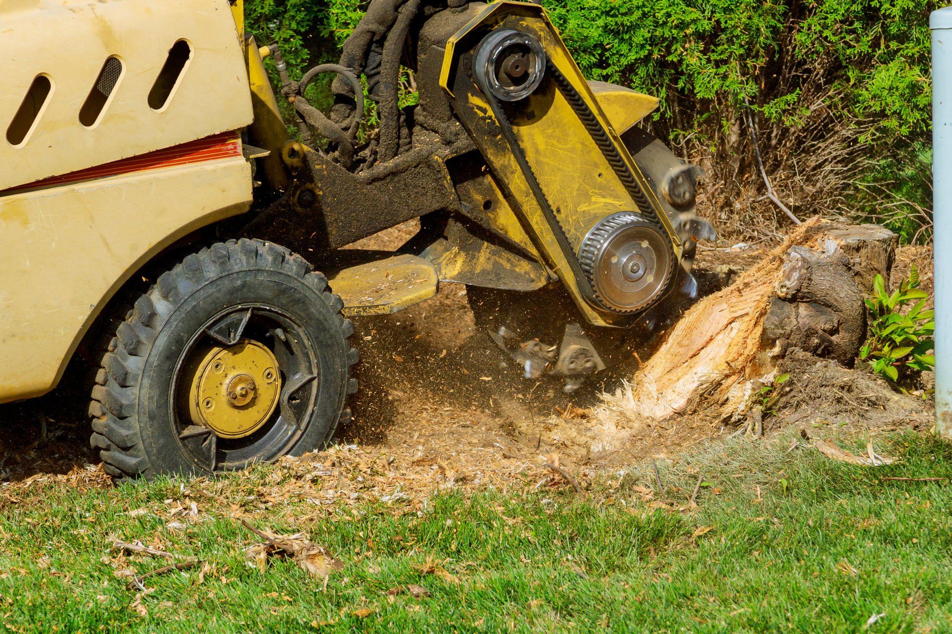 Lutz Tree Service photo 4