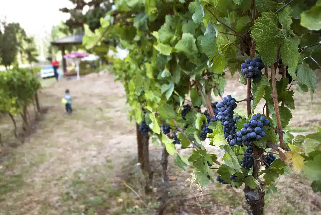 McBeth Vineyards photo 9