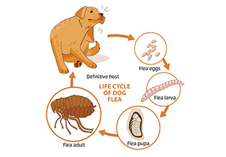 Merle’s Pest Control Service Eugene photo 5