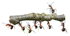 Merle’s Pest Control Service Eugene photo 2