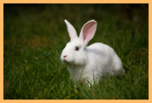 Mini Pet Mart photo 9