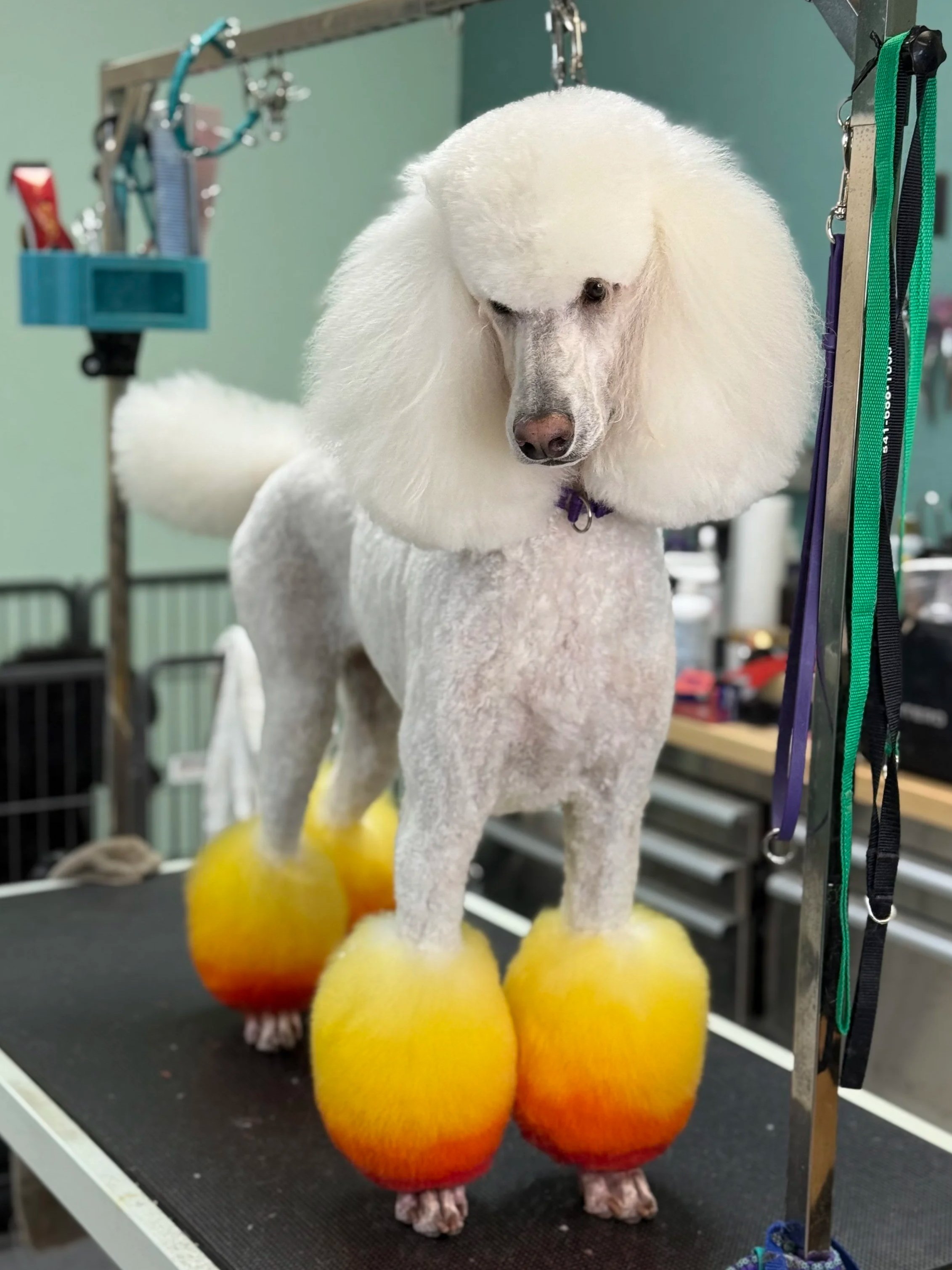 MP Grooming photo 11