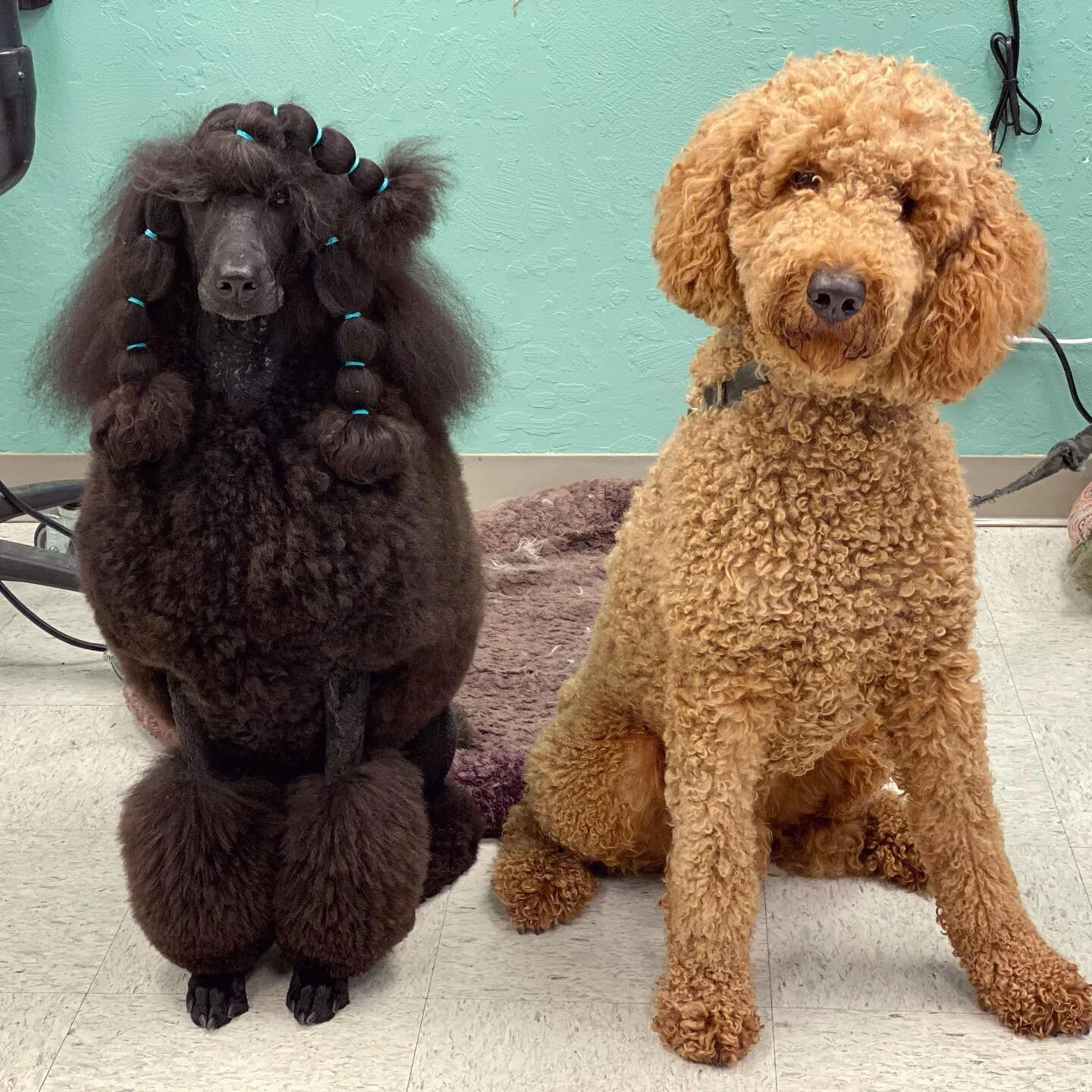 MP Grooming photo 4
