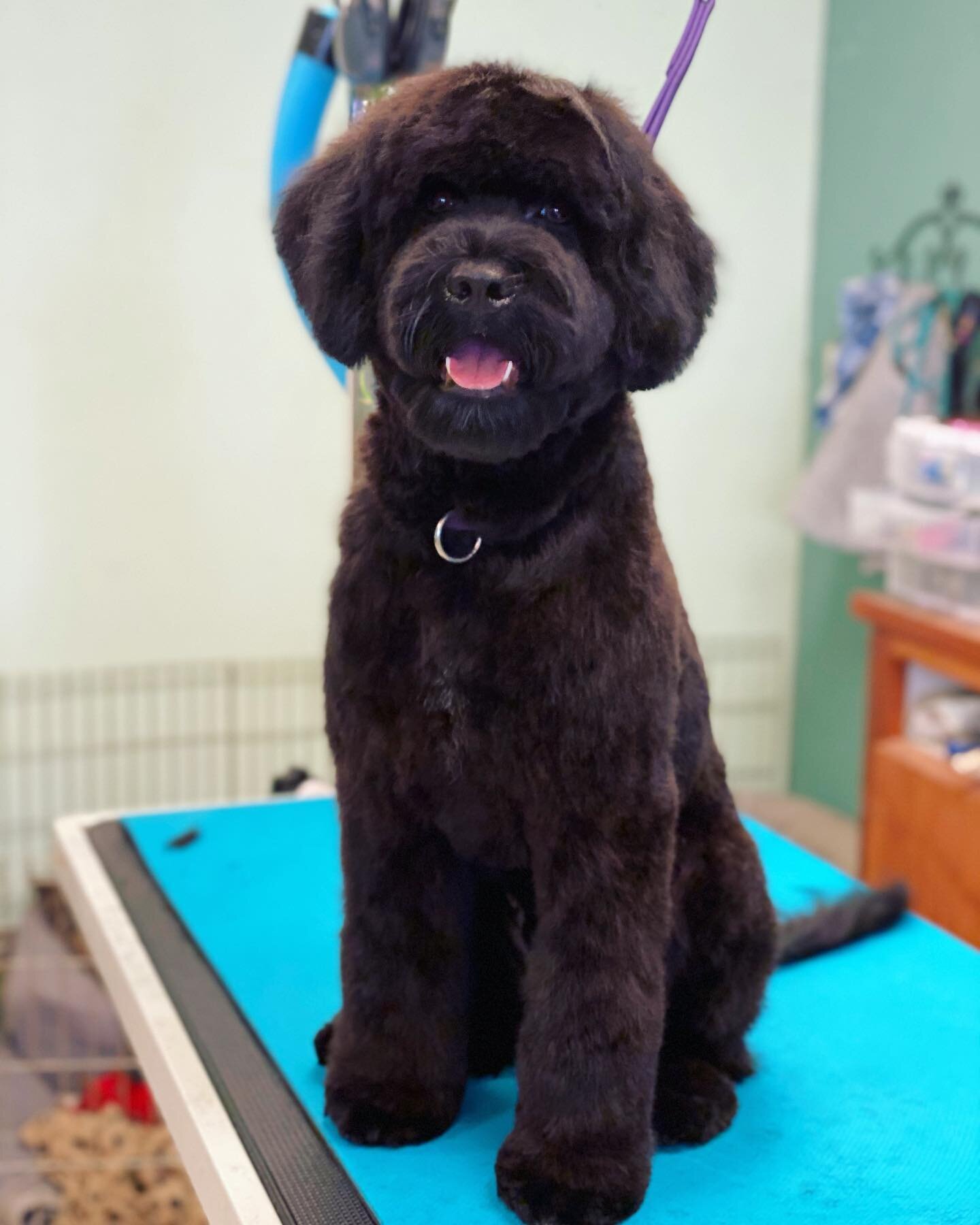 MP Grooming photo 7