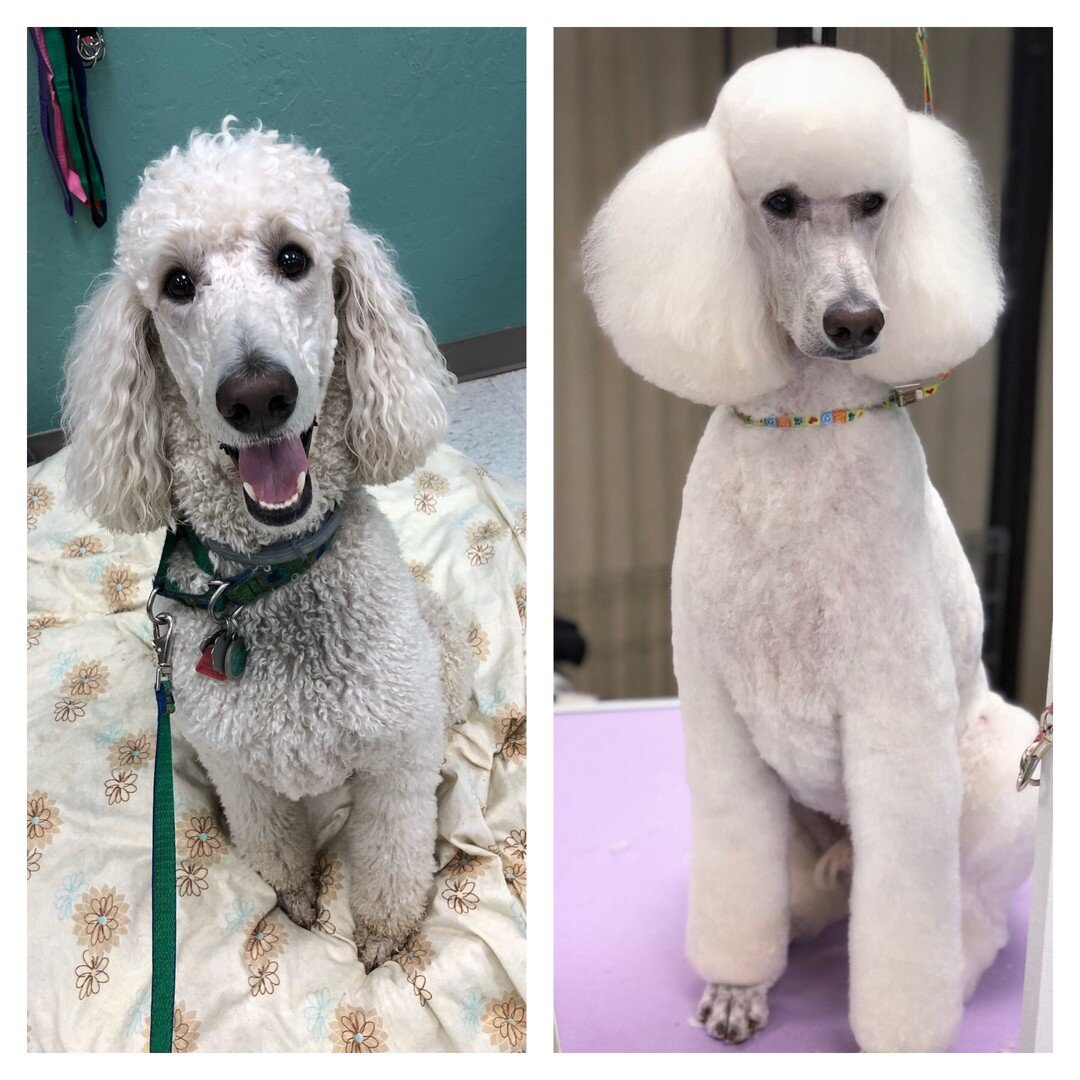 MP Grooming photo 6