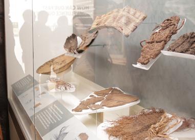 Museum of Natural and Cultural History photo 4