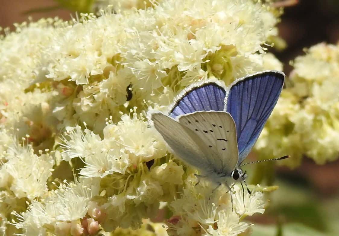 North American Butterfly Association, Inc. photo