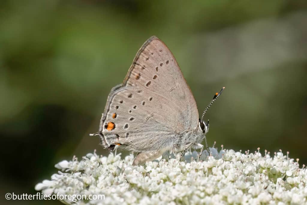 North American Butterfly Association, Inc. photo 2