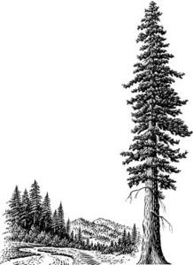 Northwest Legal photo 8