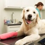 Oak Ridge Animal Center photo 4