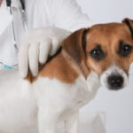 Oak Ridge Animal Center photo 5