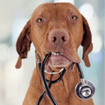 Oak Ridge Animal Center photo 7