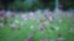 Panacea Energetics photo 8