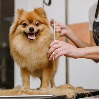 Petco Full-Service Grooming photo 2
