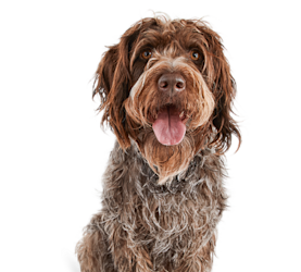 Petco Full-Service Grooming photo 6