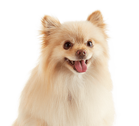 Petco Full-Service Grooming photo 4