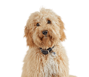 Petco Full-Service Grooming photo 5