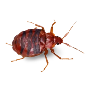 Pointe Pest Control photo 3