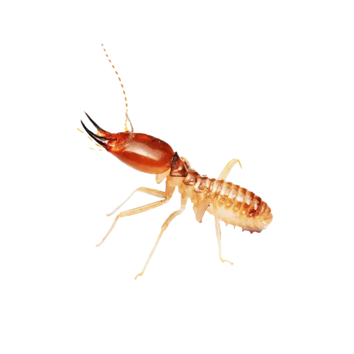 Pointe Pest Control photo 6