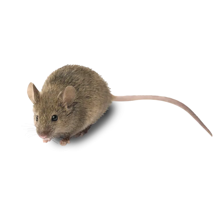 Pointe Pest Control photo 4